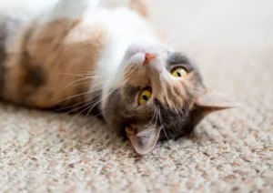 We love pets! and make sure our carpet cleaning solutions are pet friendly